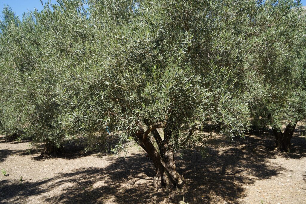 Olive trees at Tamo’s Farm in South Albania, part of the traditional olive oil production