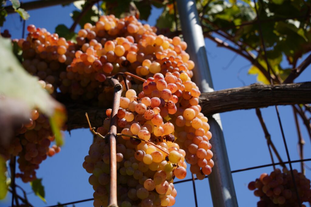 Sun-ripened grapes hanging on the vine at Tamo’s Farm vineyard in South Albania