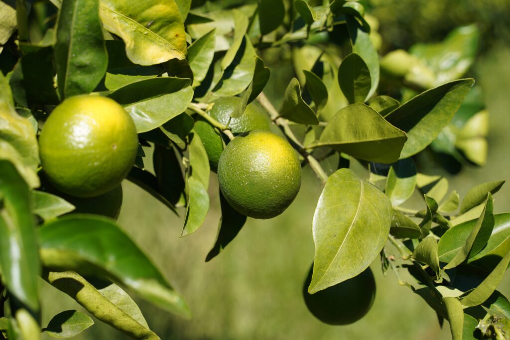 Unripe citrus fruits growing at the orchard of Tamo’s Farm in southern Albania