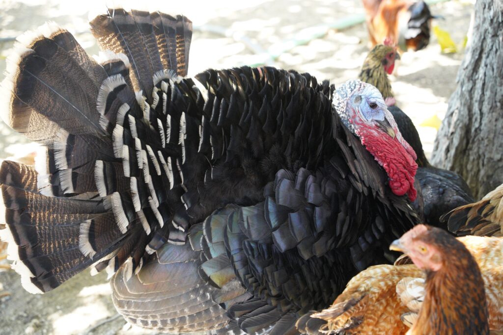 Free-range turkey and chickens on the grounds of Tamo’s Farm in South Albania